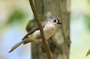 2025-05118057 Ipswitch River Wildlfe Sanctuary,  MA